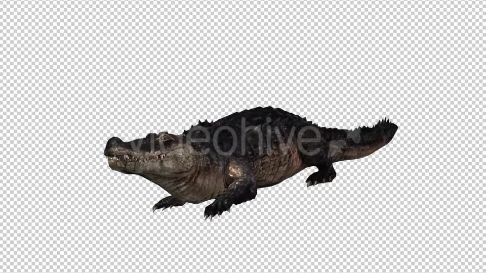Crocodile Alligator Looped Videohive 20775940 Motion Graphics Image 1