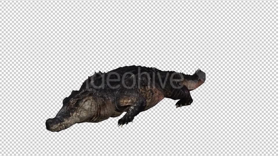 Crocodile Alligator Looped Videohive 20775940 Motion Graphics Image 2