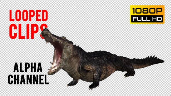 Crocodile Alligator Looped - Videohive Download 20775940