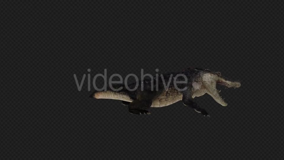 Crocodile Attack And Firing Pack 6 In 1 Videohive 19869061 Motion Graphics Image 1