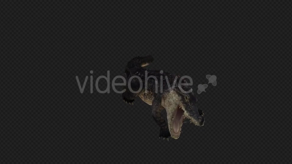 Crocodile Attack And Firing Pack 6 In 1 Videohive 19869061 Motion Graphics Image 3