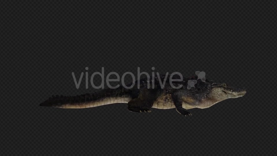 Crocodile Attack And Firing Pack 6 In 1 Videohive 19869061 Motion Graphics Image 5