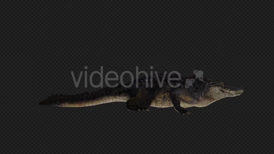 Crocodile Attack And Firing Pack 6 In 1 Videohive 19869061 Motion Graphics Image 6