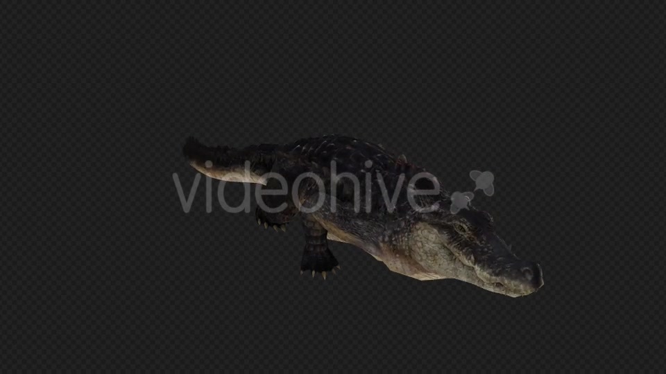 Crocodile Attack And Firing Pack 6 In 1 Videohive 19869061 Motion Graphics Image 7