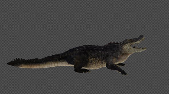 Crocodile Attack And Firing Pack 6 In 1 - 19869061 Download Videohive