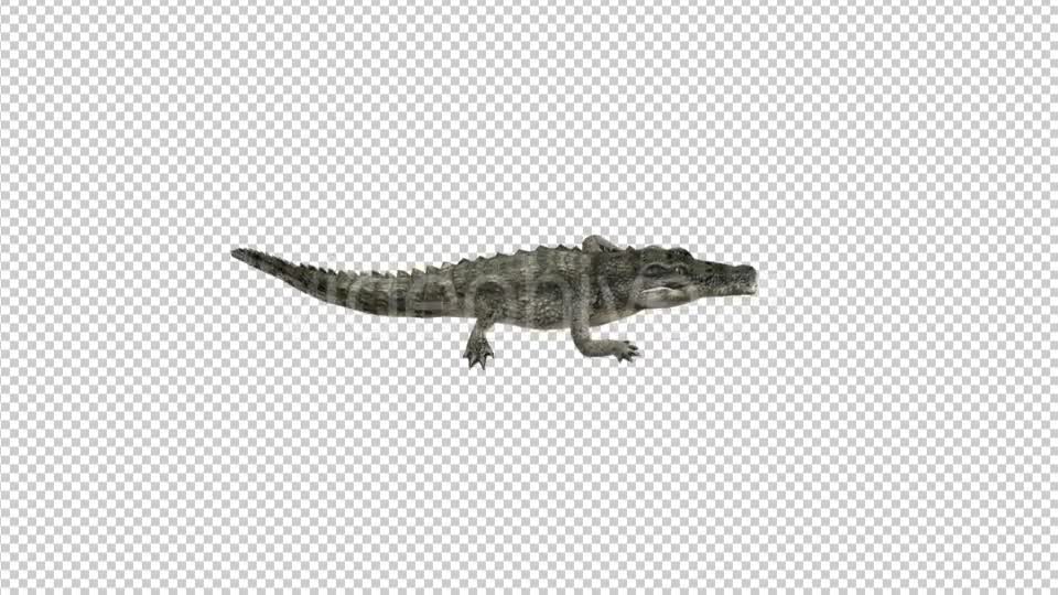 Crocodile Walk Top View Videohive 21176917 Motion Graphics Image 1