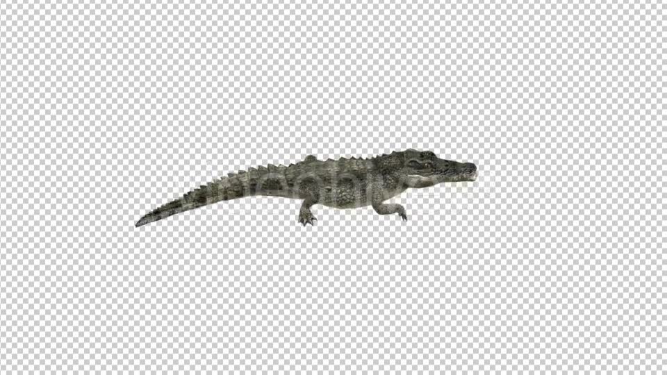 Crocodile Walk Top View Videohive 21176917 Motion Graphics Image 2