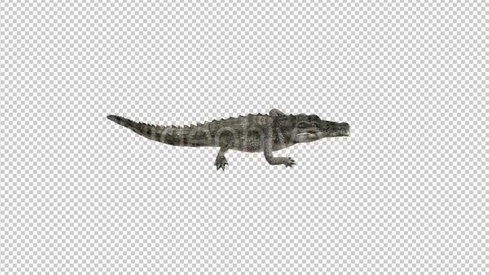 Crocodile Walk Top View Videohive 21176917 Motion Graphics Image 5