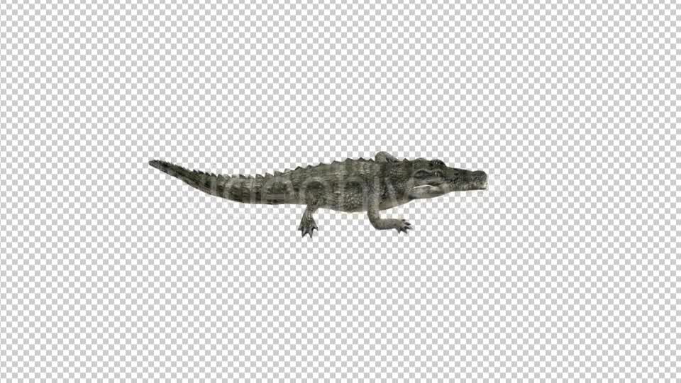 Crocodile Walk Top View Videohive 21176917 Motion Graphics Image 7
