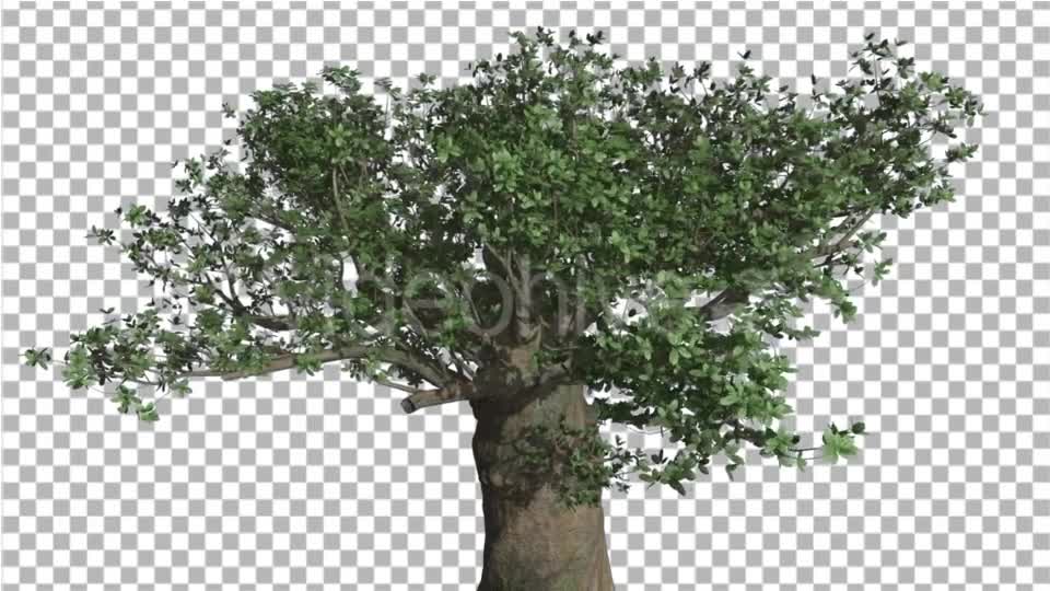 Crown of Madagascan Baobab Tree Swaying at the Videohive 16835336 Motion Graphics Image 1