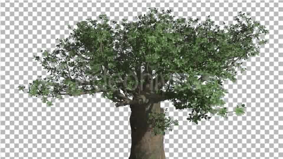 Crown of Madagascan Baobab Tree Swaying at the Videohive 16835336 Motion Graphics Image 12