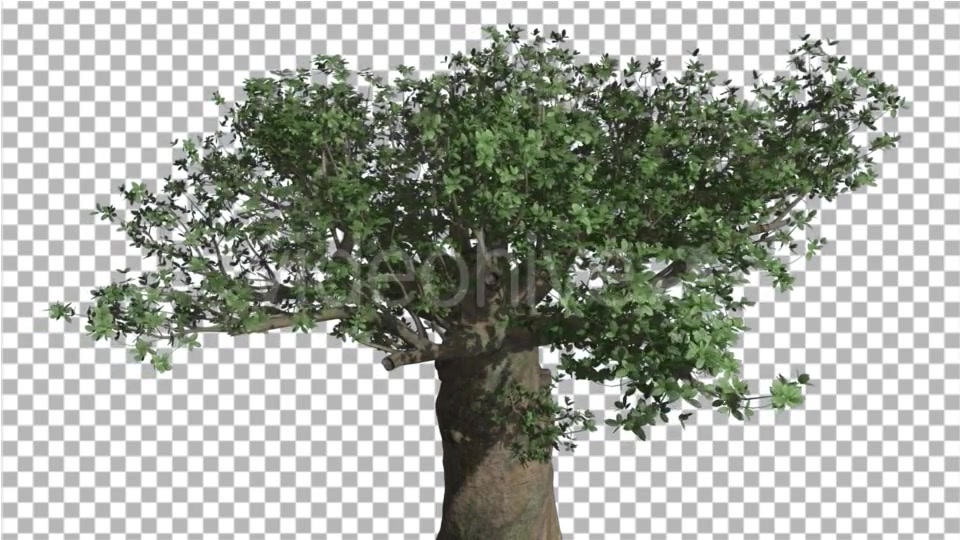 Crown of Madagascan Baobab Tree Swaying at the Videohive 16835336 Motion Graphics Image 4