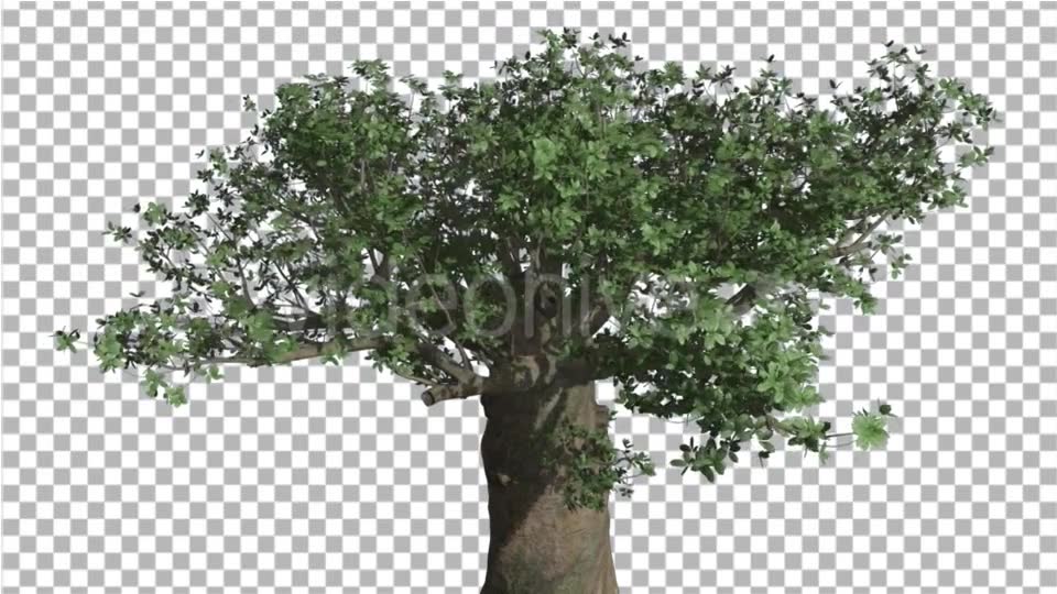 Crown of Madagascan Baobab Tree Swaying at the Videohive 16835336 Motion Graphics Image 6