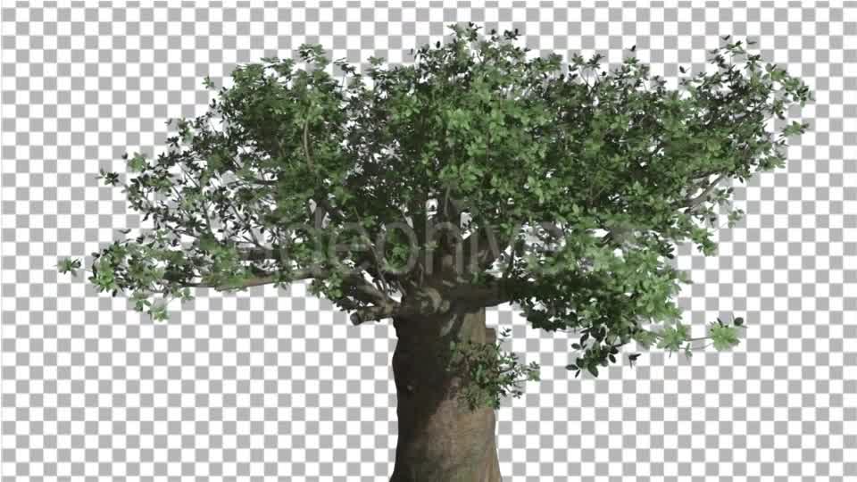 Crown of Madagascan Baobab Tree Swaying at the Videohive 16835336 Motion Graphics Image 8