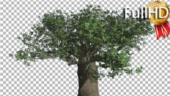 Crown of Madagascan Baobab Tree Swaying at the - Download 16835336 Videohive