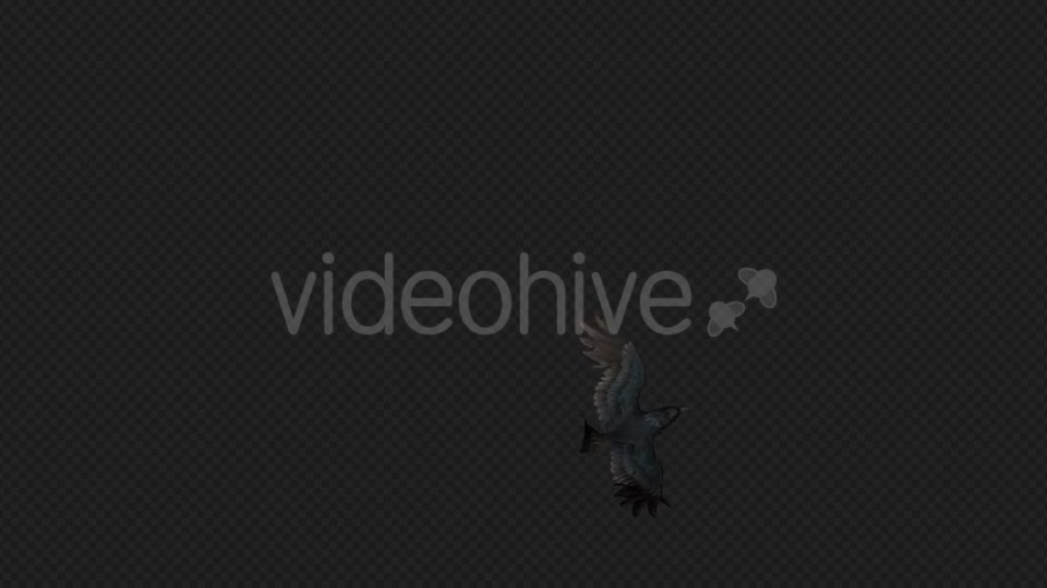 Crows Fly Idle Pack03 4 In 1 Videohive 19998807 Motion Graphics Image 12