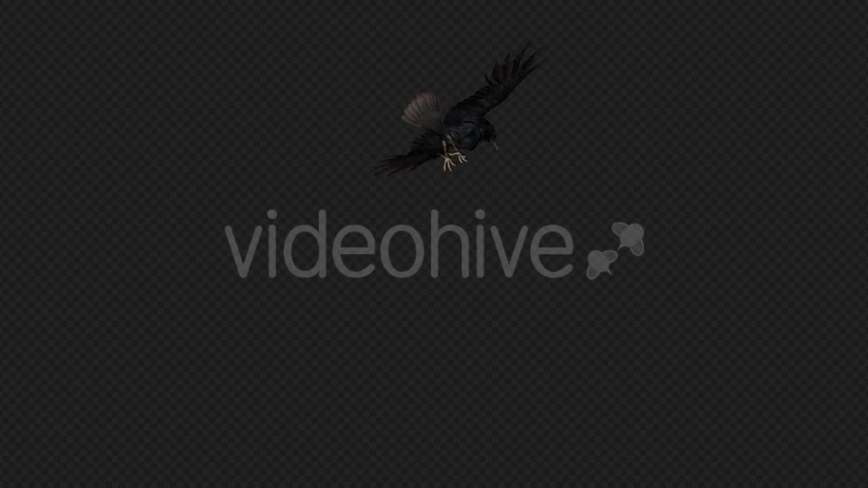 Crows Fly Idle Pack03 4 In 1 Videohive 19998807 Motion Graphics Image 2