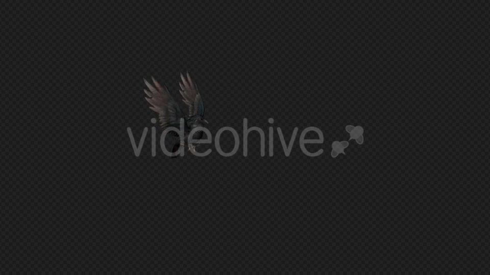 Crows Fly Idle Pack03 4 In 1 Videohive 19998807 Motion Graphics Image 3