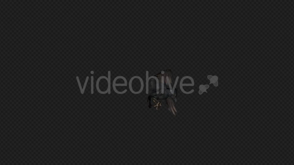 Crows Fly Idle Pack03 4 In 1 Videohive 19998807 Motion Graphics Image 4
