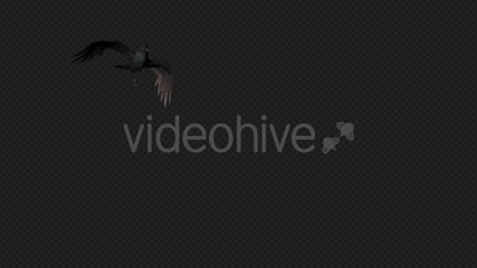Crows Fly Idle Pack03 4 In 1 Videohive 19998807 Motion Graphics Image 5