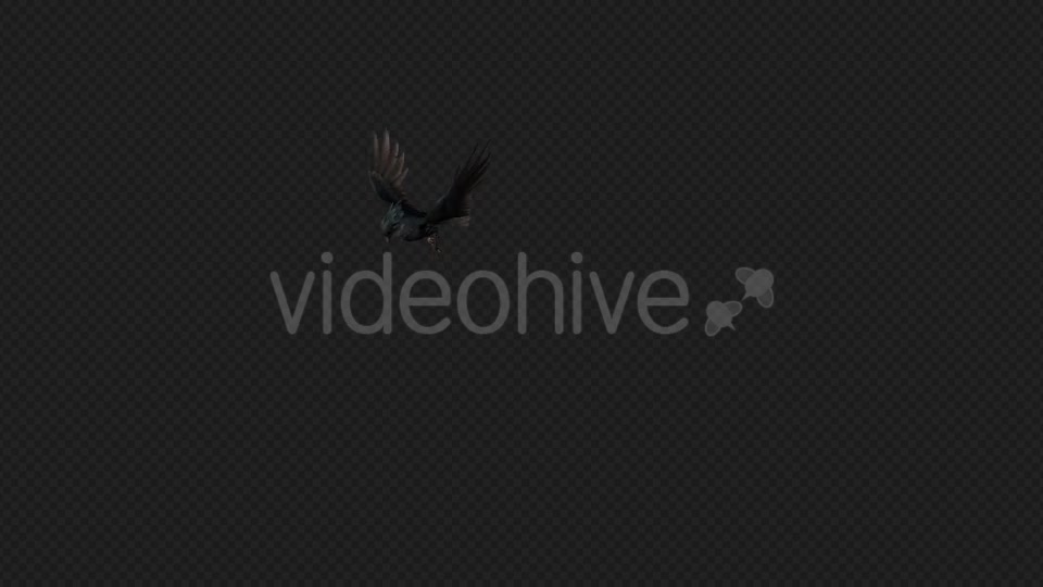 Crows Fly Idle Pack03 4 In 1 Videohive 19998807 Motion Graphics Image 6