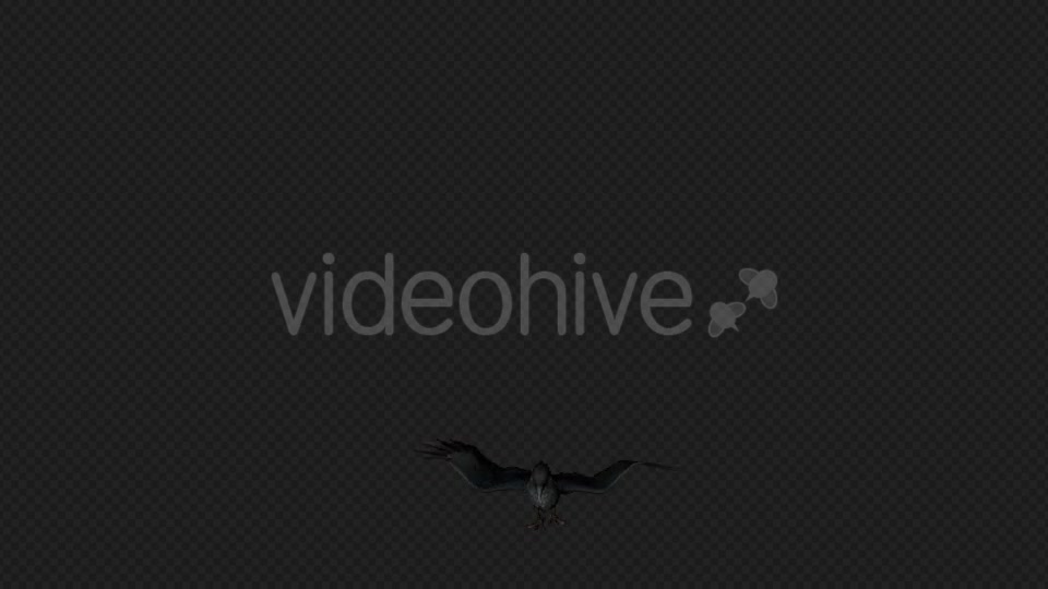 Crows Fly Idle Pack03 4 In 1 Videohive 19998807 Motion Graphics Image 7