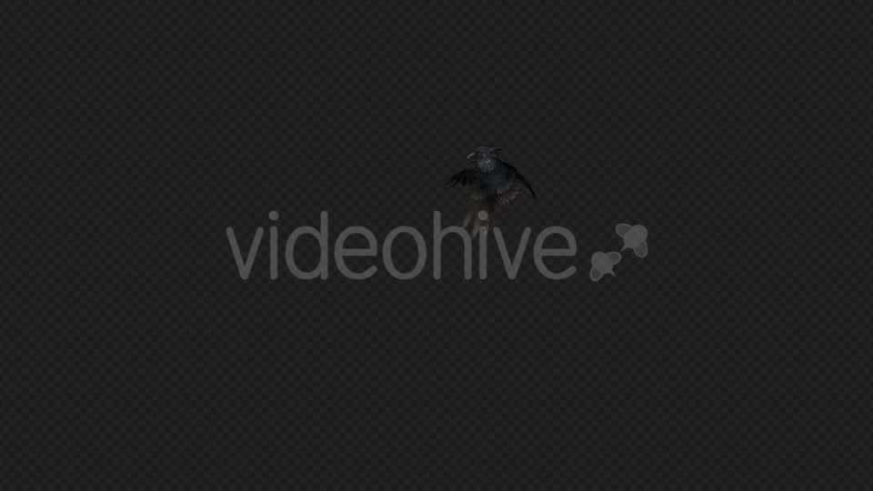 Crows Fly Idle Pack03 4 In 1 Videohive 19998807 Motion Graphics Image 8