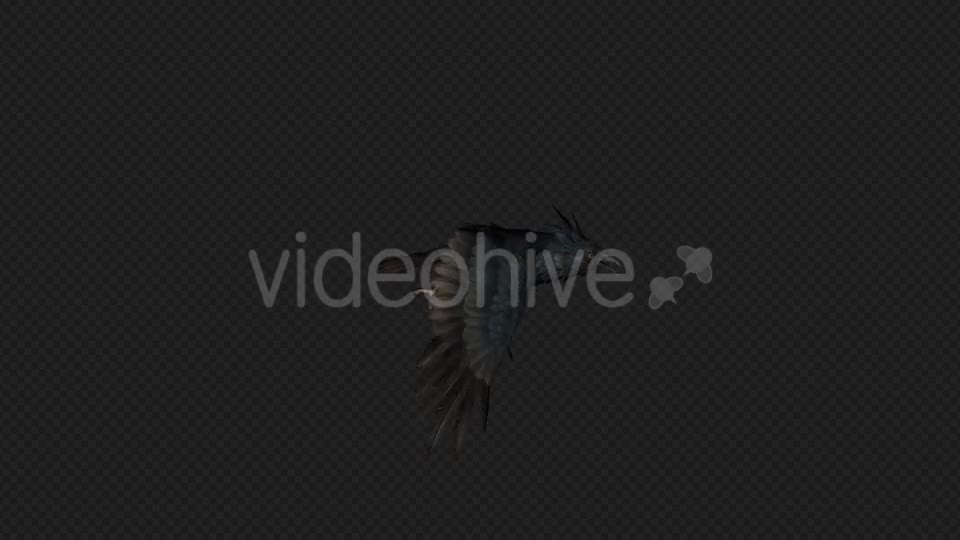 Crows Fly Run Pack 4 In 1 Videohive 19998816 Motion Graphics Image 1