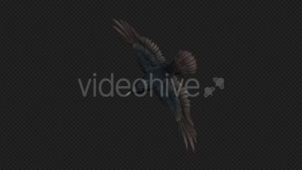 Crows Fly Run Pack 4 In 1 Videohive 19998816 Motion Graphics Image 10