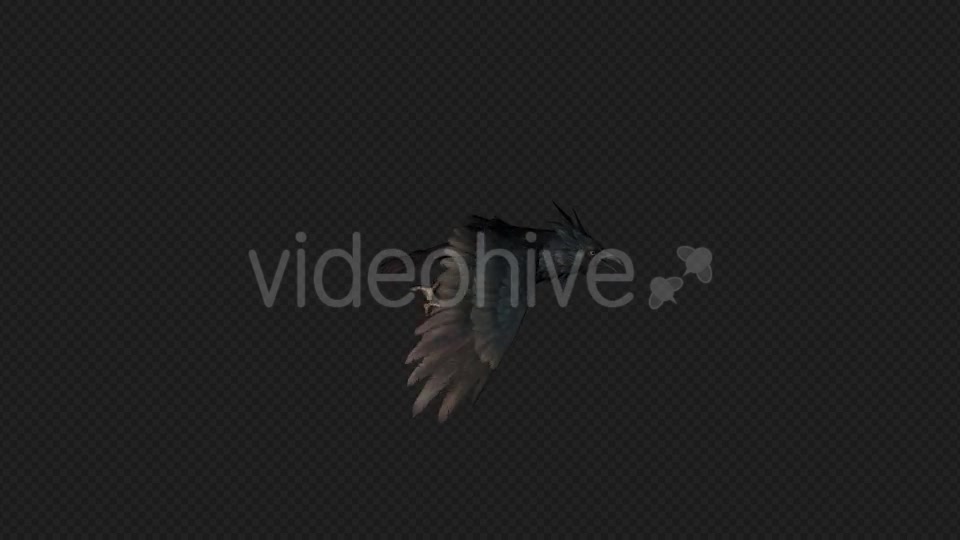 Crows Fly Run Pack 4 In 1 Videohive 19998816 Motion Graphics Image 2