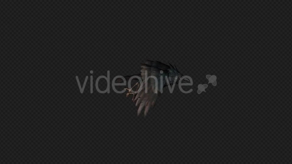 Crows Fly Run Pack 4 In 1 Videohive 19998816 Motion Graphics Image 3