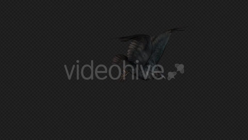 Crows Fly Run Pack 4 In 1 Videohive 19998816 Motion Graphics Image 6