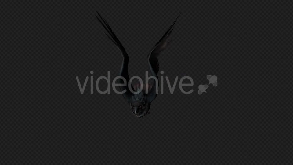 Crows Fly Run Pack 4 In 1 Videohive 19998816 Motion Graphics Image 7