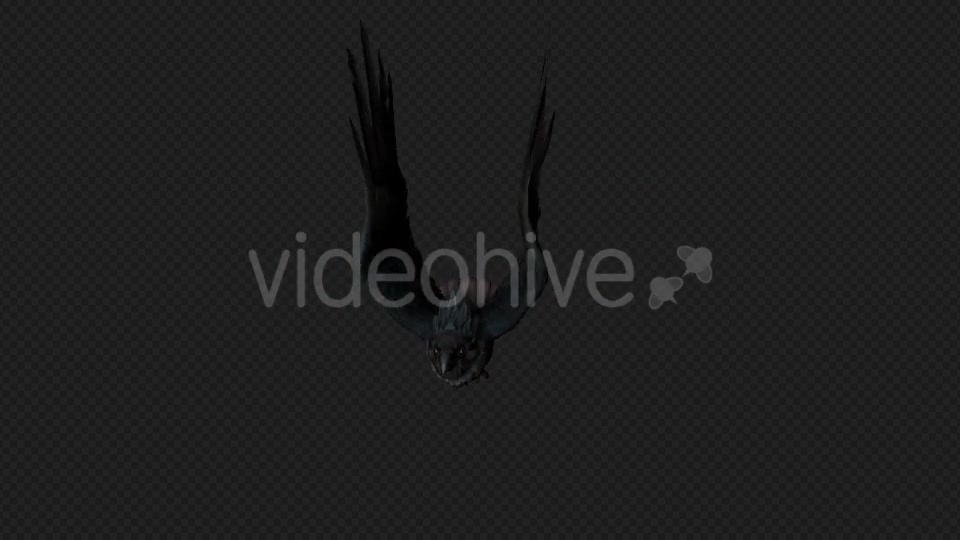 Crows Fly Run Pack 4 In 1 Videohive 19998816 Motion Graphics Image 8