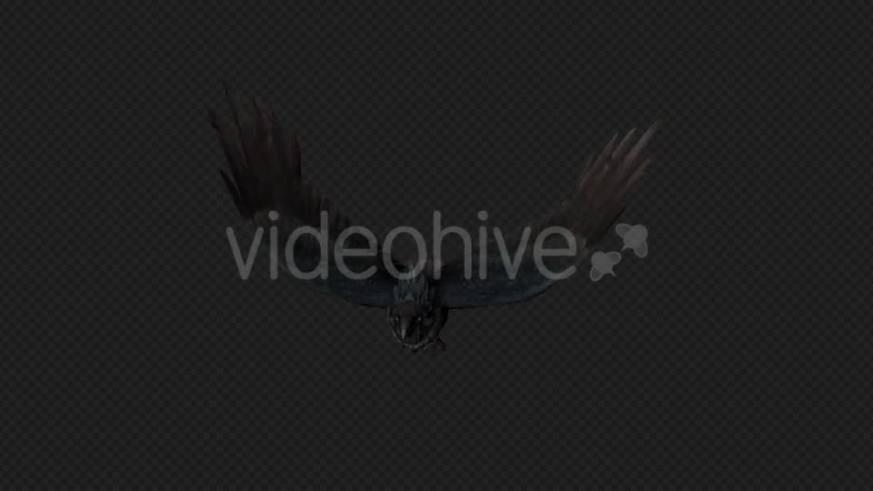 Crows Fly Run Pack 4 In 1 Videohive 19998816 Motion Graphics Image 9