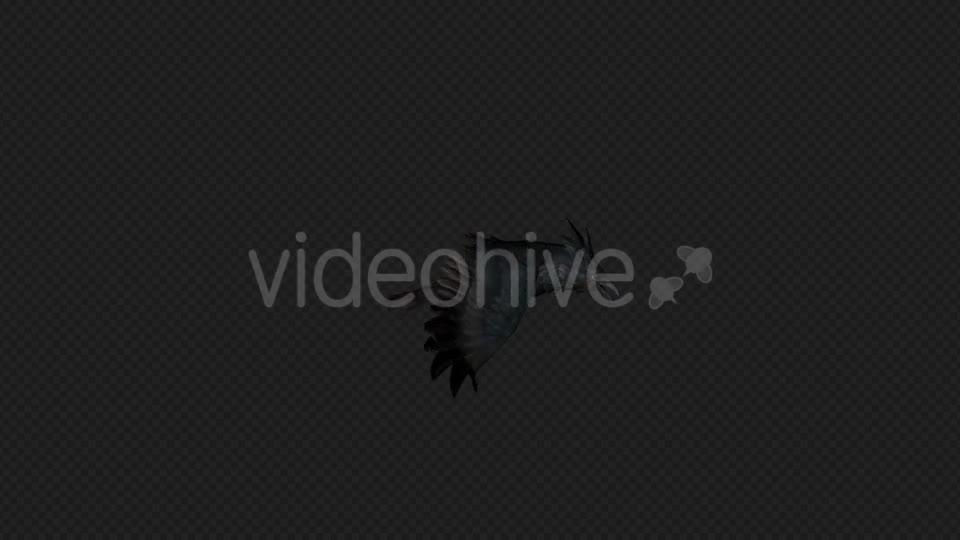 Crows Fly Walk Pack 4 In 1 Videohive 19998819 Motion Graphics Image 1