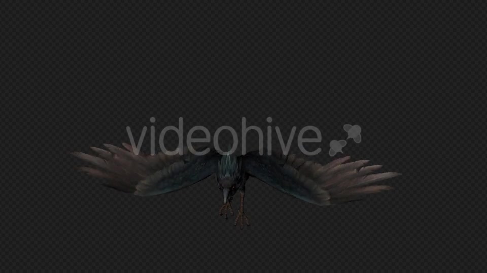 Crows Fly Walk Pack 4 In 1 Videohive 19998819 Motion Graphics Image 10