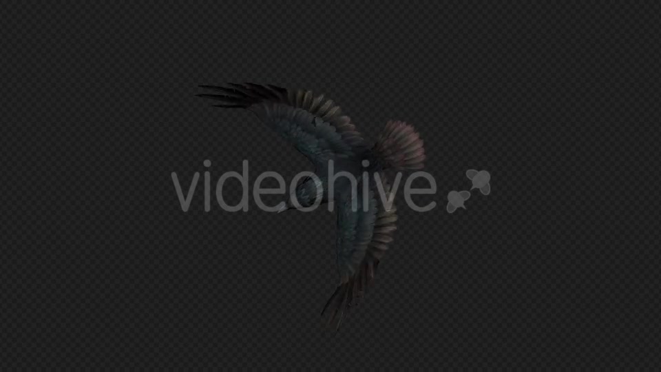 Crows Fly Walk Pack 4 In 1 Videohive 19998819 Motion Graphics Image 11