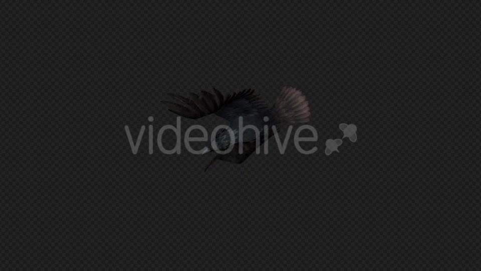 Crows Fly Walk Pack 4 In 1 Videohive 19998819 Motion Graphics Image 12