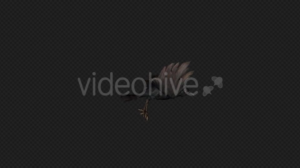 Crows Fly Walk Pack 4 In 1 Videohive 19998819 Motion Graphics Image 2