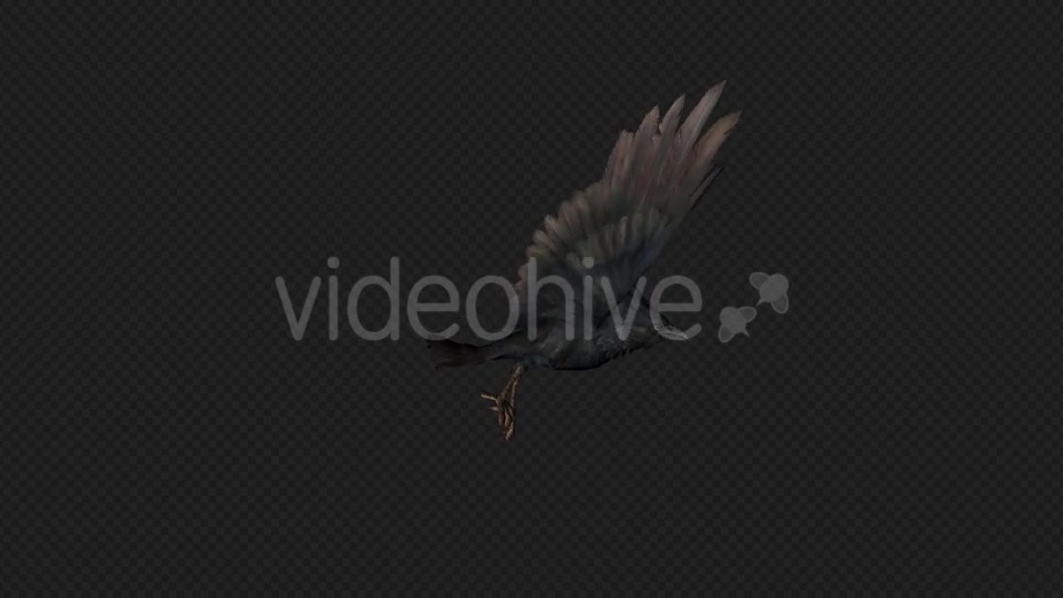 Crows Fly Walk Pack 4 In 1 Videohive 19998819 Motion Graphics Image 3