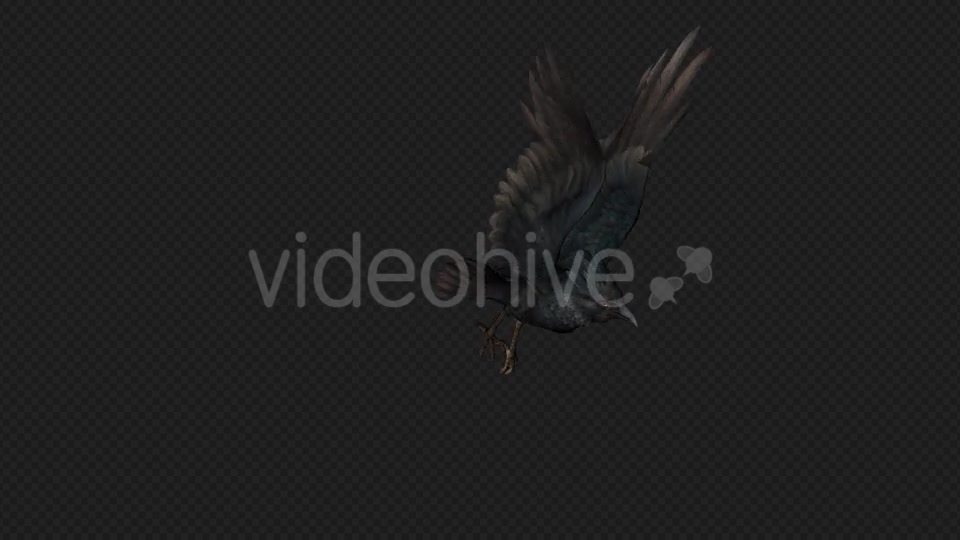 Crows Fly Walk Pack 4 In 1 Videohive 19998819 Motion Graphics Image 4