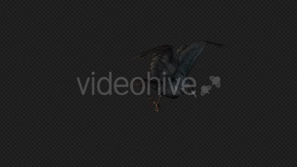 Crows Fly Walk Pack 4 In 1 Videohive 19998819 Motion Graphics Image 5