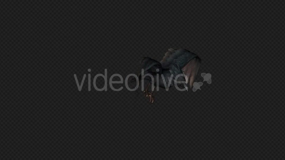 Crows Fly Walk Pack 4 In 1 Videohive 19998819 Motion Graphics Image 6