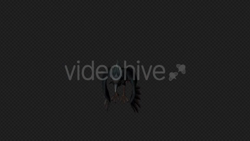 Crows Fly Walk Pack 4 In 1 Videohive 19998819 Motion Graphics Image 8