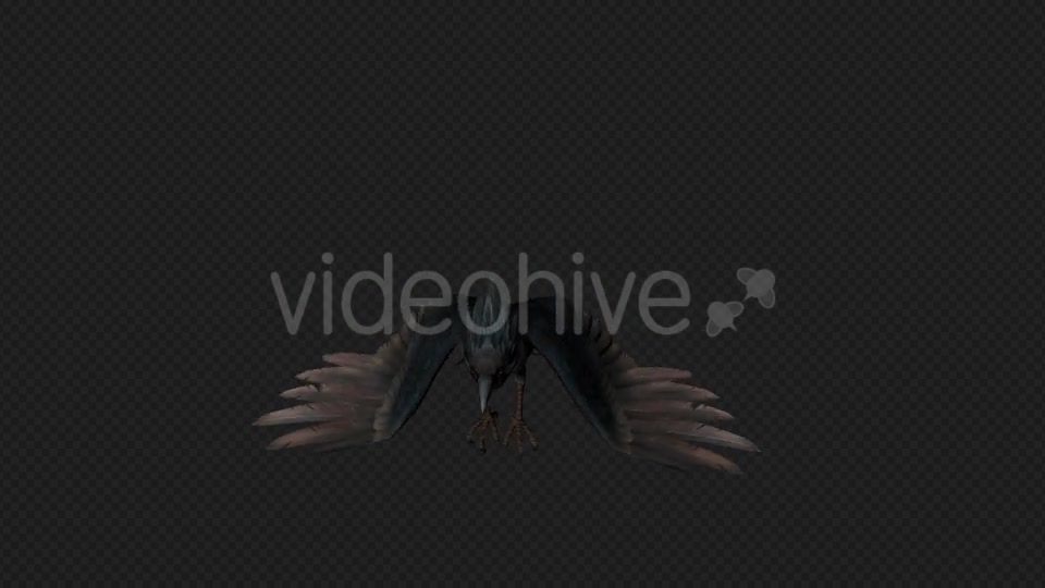 Crows Fly Walk Pack 4 In 1 Videohive 19998819 Motion Graphics Image 9