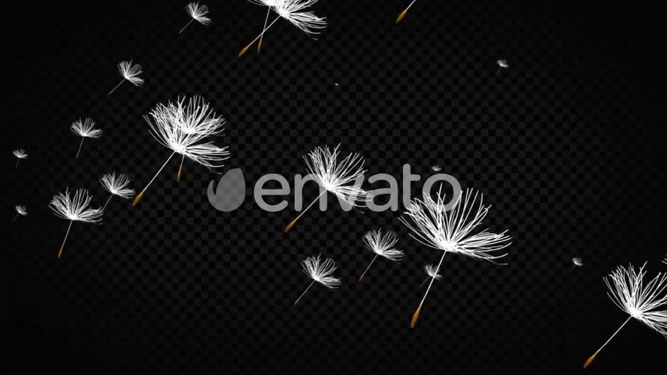 Dandelion Seeds Videohive 22738470 Motion Graphics Image 2