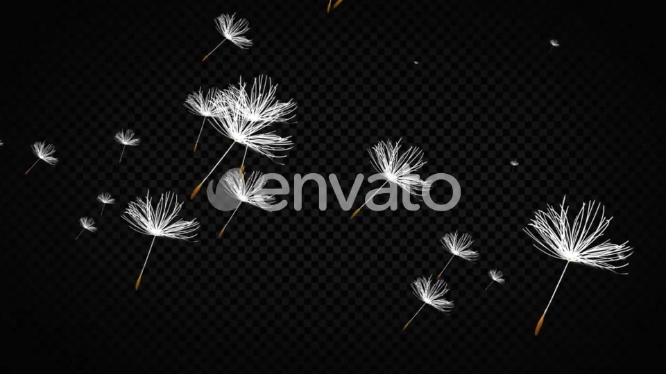 Dandelion Seeds Videohive 22738470 Motion Graphics Image 3
