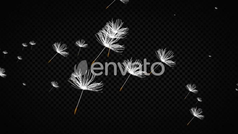 Dandelion Seeds Videohive 22738470 Motion Graphics Image 4
