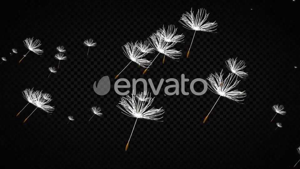 Dandelion Seeds Videohive 22738470 Motion Graphics Image 5